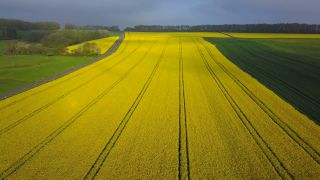 Link to Video | landscape, agriculture, bird's-eye view, Rhineland-Palatinate, rapeseed, Germany, field, aerial shot, Saargau
