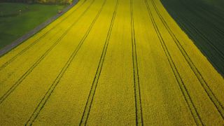 Link to Video | landscape, agriculture, bird's-eye view, Rhineland-Palatinate, rapeseed, Germany, field, aerial shot, Saargau