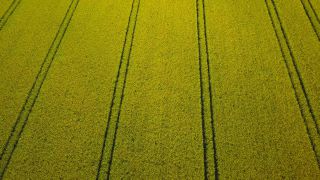 Link to Video | landscape, agriculture, bird's-eye view, Rhineland-Palatinate, rapeseed, Germany, field, aerial shot, Saargau
