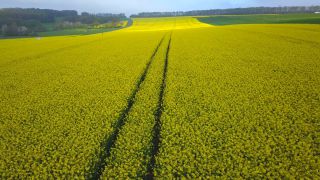 Link to Video | landscape, agriculture, bird's-eye view, Rhineland-Palatinate, rapeseed, Germany, field, aerial shot, Saargau
