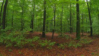 Link to Video | tree, renewable resource, Rhineland-Palatinate, deciduous forest, raw material, foliage, Germany, natural resource, Buchenwald, ecosystem, forest, Freudenburg, beech forest, woody plant, nature