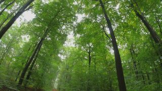 Link zum Video | Baum, nachwachsender Rohstoff, Rheinland-Pfalz, Laubwald, Rohstoff, Laub, Deutschland, natürliche Ressource, Buchenwald, Ökosystem, Wald, Freudenburg, Buchenwald, Gehölz, Natur
