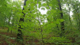 Link to Video | tree, renewable resource, Rhineland-Palatinate, deciduous forest, raw material, foliage, Germany, natural resource, Buchenwald, ecosystem, forest, Freudenburg, beech forest, woody plant, nature