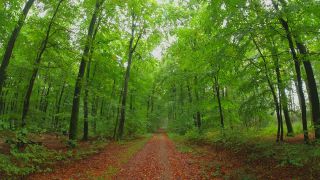 Link to Video | tree, renewable resource, Rhineland-Palatinate, deciduous forest, raw material, foliage, Germany, natural resource, Buchenwald, ecosystem, forest, Freudenburg, beech forest, woody plant, nature