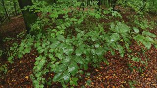 Link to Video | tree, renewable resource, Rhineland-Palatinate, deciduous forest, raw material, foliage, Germany, natural resource, Buchenwald, ecosystem, forest, Freudenburg, beech forest, woody plant, nature