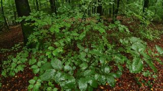 Link to Video | tree, renewable resource, Rhineland-Palatinate, deciduous forest, raw material, foliage, Germany, natural resource, Buchenwald, ecosystem, forest, Freudenburg, beech forest, woody plant, nature