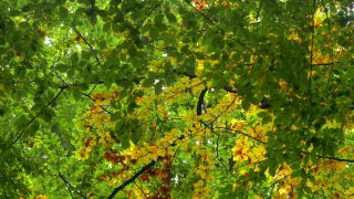 Link to Video | tree, renewable resource, Rhineland-Palatinate, deciduous forest, raw material, foliage, Germany, natural resource, Buchenwald, ecosystem, forest, Freudenburg, beech forest, woody plant, nature