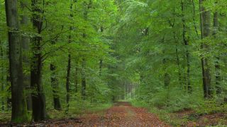 Link to Video | tree, renewable resource, Rhineland-Palatinate, deciduous forest, raw material, foliage, Germany, natural resource, Buchenwald, ecosystem, forest, Freudenburg, beech forest, woody plant, nature