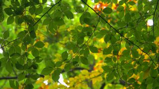 Link to Video | tree, renewable resource, Rhineland-Palatinate, deciduous forest, raw material, foliage, Germany, natural resource, Buchenwald, ecosystem, forest, Freudenburg, beech forest, woody plant, nature
