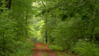 Link to Video | tree, renewable resource, Rhineland-Palatinate, deciduous forest, raw material, foliage, Germany, natural resource, Buchenwald, ecosystem, forest, Freudenburg, beech forest, woody plant, nature