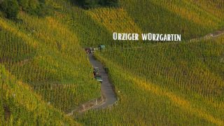 Link to Video | landscape, Rhineland-Palatinate, autumn, Moselle, Germany, wine-producing region, vineyard, viticulture, Ürzig, Mosel-Saar-Ruwer, Dorf, nature, Moselle Valley