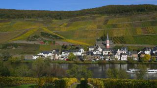 Link to Video | Rhineland-Palatinate, autumn, Moselle, Germany, Zell (Mosel), Merl, wine-producing region, vineyard, viticulture, river, Mosel-Saar-Ruwer, Moselle Valley