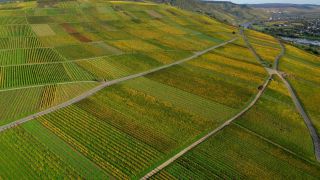 Link to Video | landscape, agriculture, bird's-eye view, Moselle, wine-producing region, monoculture, vineyard, viticulture, aerial shot, Minheim, Mosel-Saar-Ruwer, nature, Moselle Valley