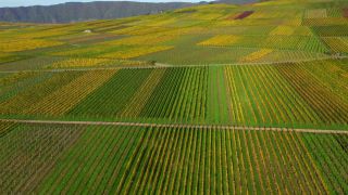Link zum Video | Landschaft, Landwirtschaft, Vogelperspektive, Mosel, Weinbaugebiet, Monokultur, Weinberg, Weinbau, Luftaufnahme, Minheim, Mosel, Natur, Moseltal