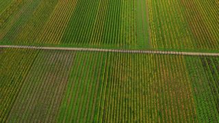 Link zum Video | Landschaft, Landwirtschaft, Vogelperspektive, Mosel, Weinbaugebiet, Monokultur, Weinberg, Weinbau, Luftaufnahme, Minheim, Mosel, Natur, Moseltal