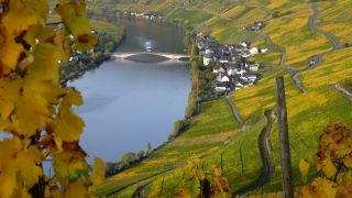 Link to Video | landscape, Rhineland-Palatinate, autumn, Moselle, Germany, Vitis, wine-producing region, vineyard, viticulture, Piesport, valley, river, Mosel-Saar-Ruwer, Moselle Valley