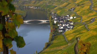 Link to Video | landscape, Rhineland-Palatinate, autumn, Moselle, Germany, Vitis, wine-producing region, vineyard, viticulture, Piesport, valley, river, Mosel-Saar-Ruwer, Moselle Valley
