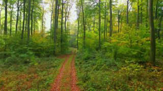 Link to Video | tree, renewable resource, bird's-eye view, autumn, raw material, natural resource, season, Waldzustandsbericht, ecosystem, forest, aerial shot, woody plant, nature