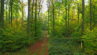 Link to Video | tree, renewable resource, bird's-eye view, autumn, raw material, natural resource, season, Waldzustandsbericht, ecosystem, forest, aerial shot, woody plant, nature