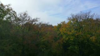 Link zum Video | Baum, nachwachsender Rohstoff, Vogelperspektive, Herbst, Rohstoff, natürliche Ressource, Jahreszeit, Waldzustandsbericht, Ökosystem, Wald, Luftaufnahme, Gehölz, Natur