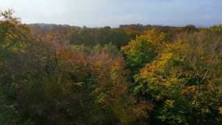 Link zum Video | Baum, nachwachsender Rohstoff, Vogelperspektive, Herbst, Rohstoff, natürliche Ressource, Jahreszeit, Waldzustandsbericht, Ökosystem, Wald, Luftaufnahme, Gehölz, Natur