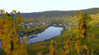 Link zum Video | Landschaft, Rheinland-Pfalz, Herbst, Mosel, Deutschland, Weinreben, Weinbaugebiet, Weinberg, Weinbau, Piesport, Tal, Fluss, Mosel, Moseltal