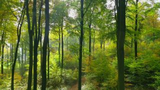 Link to Video | tree, renewable resource, bird's-eye view, autumn, raw material, natural resource, season, Waldzustandsbericht, ecosystem, forest, aerial shot, woody plant, nature
