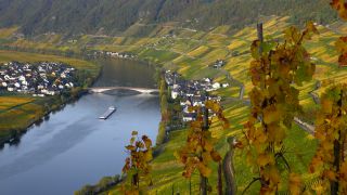 Link to Video | landscape, Rhineland-Palatinate, autumn, Moselle, Germany, Vitis, wine-producing region, vineyard, viticulture, Piesport, valley, river, Mosel-Saar-Ruwer, Moselle Valley