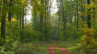 Link to Video | tree, renewable resource, bird's-eye view, autumn, raw material, natural resource, season, Waldzustandsbericht, ecosystem, forest, aerial shot, woody plant, nature