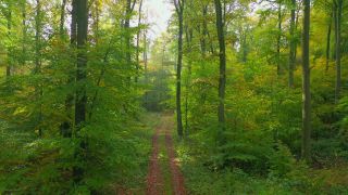 Link to Video | tree, renewable resource, bird's-eye view, autumn, raw material, natural resource, season, Waldzustandsbericht, ecosystem, forest, aerial shot, woody plant, nature