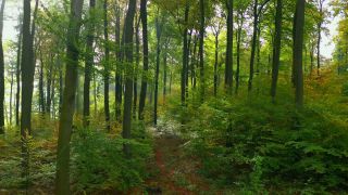 Link to Video | tree, renewable resource, bird's-eye view, autumn, raw material, natural resource, season, Waldzustandsbericht, ecosystem, forest, aerial shot, woody plant, nature