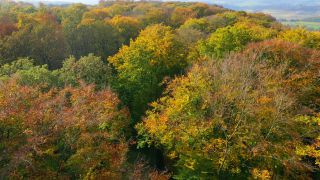 Link zum Video | Baum, nachwachsender Rohstoff, Vogelperspektive, Herbst, Rohstoff, natürliche Ressource, Jahreszeit, Waldzustandsbericht, Ökosystem, Wald, Luftaufnahme, Gehölz, Natur