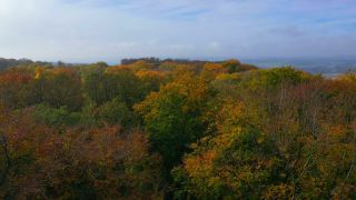 Link to Video | tree, renewable resource, bird's-eye view, autumn, raw material, natural resource, season, Waldzustandsbericht, ecosystem, forest, aerial shot, woody plant, nature