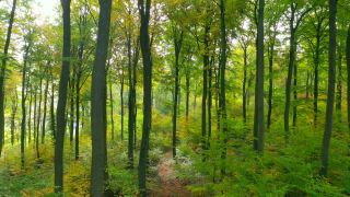 Link to Video | tree, renewable resource, bird's-eye view, autumn, raw material, natural resource, season, Waldzustandsbericht, ecosystem, forest, aerial shot, woody plant, nature