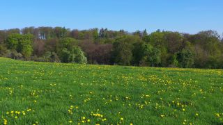 Link to Video | landscape, tree, bird's-eye view, Rhineland-Palatinate, spring, Germany, vegetation, mixed forest, green, forest, aerial shot, Saarburg, temperate broadleaf and mixed forest, nature
