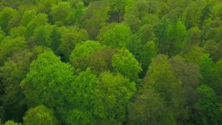 Link to Video | landscape, tree, bird's-eye view, Rhineland-Palatinate, spring, Germany, vegetation, mixed forest, green, forest, aerial shot, Saarburg, temperate broadleaf and mixed forest, nature