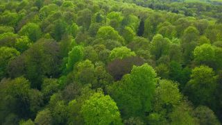 Link zum Video | Landschaft, Baum, Vogelperspektive, Rheinland-Pfalz, Frühling, Deutschland, Vegetation, Mischwald, Grün, Wald, Luftaufnahme, Saarburg, Mischwald, Natur