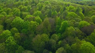 Link to Video | landscape, tree, bird's-eye view, Rhineland-Palatinate, spring, Germany, vegetation, mixed forest, green, forest, aerial shot, Saarburg, temperate broadleaf and mixed forest, nature