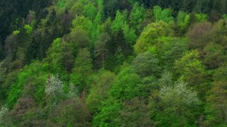 Link to Video | landscape, tree, bird's-eye view, Rhineland-Palatinate, spring, Germany, vegetation, mixed forest, green, forest, aerial shot, Saarburg, temperate broadleaf and mixed forest, nature