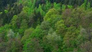 Link to Video | landscape, tree, bird's-eye view, Rhineland-Palatinate, spring, Germany, vegetation, mixed forest, green, forest, aerial shot, Saarburg, temperate broadleaf and mixed forest, nature