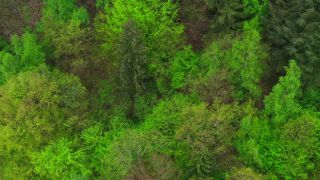 Link zum Video | Landschaft, Baum, Vogelperspektive, Rheinland-Pfalz, Frühling, Deutschland, Vegetation, Mischwald, Grün, Wald, Luftaufnahme, Saarburg, Mischwald, Natur
