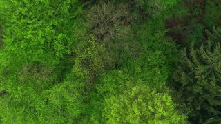 Link to Video | landscape, tree, bird's-eye view, Rhineland-Palatinate, spring, Germany, vegetation, mixed forest, green, forest, aerial shot, Saarburg, temperate broadleaf and mixed forest, nature