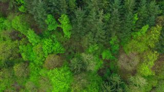 Link to Video | landscape, tree, bird's-eye view, Rhineland-Palatinate, spring, Germany, vegetation, mixed forest, green, forest, aerial shot, Saarburg, temperate broadleaf and mixed forest, nature
