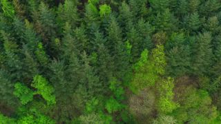 Link to Video | landscape, tree, bird's-eye view, Rhineland-Palatinate, spring, Germany, vegetation, mixed forest, green, forest, aerial shot, Saarburg, temperate broadleaf and mixed forest, nature