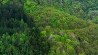 Link to Video | landscape, tree, bird's-eye view, Rhineland-Palatinate, spring, Germany, vegetation, mixed forest, green, forest, aerial shot, Saarburg, temperate broadleaf and mixed forest, nature