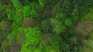 Link to Video | landscape, tree, bird's-eye view, Rhineland-Palatinate, spring, Germany, vegetation, mixed forest, green, forest, aerial shot, Saarburg, temperate broadleaf and mixed forest, nature