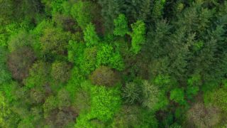 Link zum Video | Landschaft, Baum, Vogelperspektive, Rheinland-Pfalz, Frühling, Deutschland, Vegetation, Mischwald, Grün, Wald, Luftaufnahme, Saarburg, Mischwald, Natur