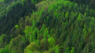 Link to Video | landscape, tree, bird's-eye view, Rhineland-Palatinate, spring, Germany, vegetation, mixed forest, green, forest, aerial shot, Saarburg, temperate broadleaf and mixed forest, nature