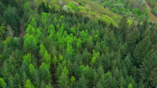 Link to Video | landscape, tree, bird's-eye view, Rhineland-Palatinate, spring, Germany, vegetation, mixed forest, green, forest, aerial shot, Saarburg, temperate broadleaf and mixed forest, nature