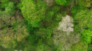 Link to Video | landscape, tree, bird's-eye view, Rhineland-Palatinate, spring, Germany, vegetation, mixed forest, green, forest, aerial shot, Saarburg, temperate broadleaf and mixed forest, nature